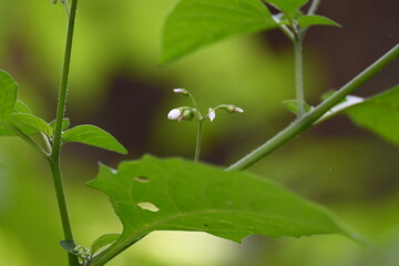 Solanum nigrum flowers. Its common names  European black nightshade, simply black nightshade, blackberry nightshade and black nightshade. This  is a species of flowering plant in the family Solanaceae