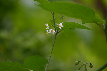 Solanum nigrum flowers. Its common names  European black nightshade, simply black nightshade, blackberry nightshade and black nightshade. This  is a species of flowering plant in the family Solanaceae