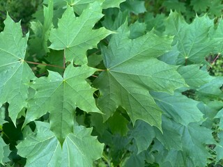 Spring maple leaf. Nature composition.