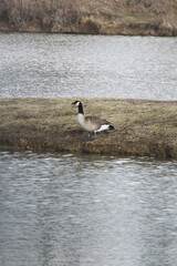 Goose looking over the River