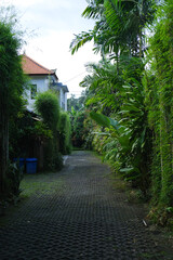 Narrow Path Surrounded by Tropical Plants and Young Bamboo