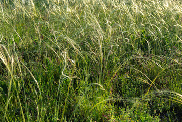 Stipa in the field.The grass twists in the wind. Stipa is a genus of 141 species of large perennial...
