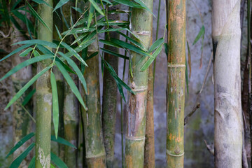 Young Bamboo Stems in Front of a Wall