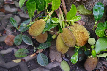 Multiple Jackfruits Growing on a Tropical Tree