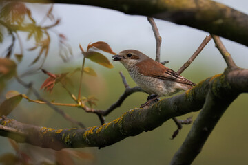 An adult female Red-backed Shrike perched on a branch with an insect in its beak on a bright summer day