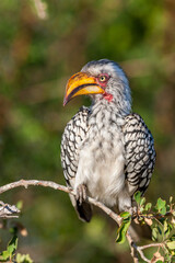 South Africa, Kruger National Park, Southern Yellow-billed Hornbill (Tockus leucomelas)