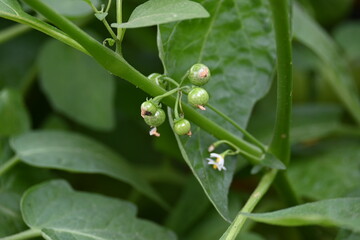 Solanum nigrum fruits. Its common names  European black nightshade, simply black nightshade, blackberry nightshade and black nightshade. This  is a species of flowering plant in the family Solanaceae.