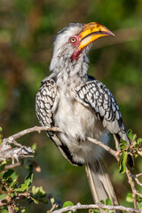 South Africa, Kruger National Park, Southern Yellow-billed Hornbill (Tockus leucomelas)