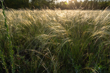 Stipa in the field.The grass twists in the wind. Stipa is a genus of 141 species of large perennial hermaphroditic grasses.