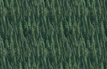 green trees background
