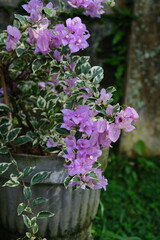 Green Tropical Shrub with Soft Purple Flowers Growing from a Stone Pot on Lawn