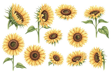 hand painted watercolor of sunflowers