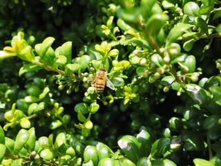 Honeybee in a Boxwood Plant