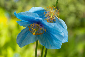 Closeup of two beautiful Himalayan blue poppy blossoms in springtime
