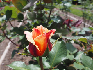 Rose Garden