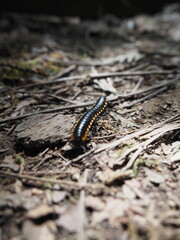 Caterpillar moving along the ground