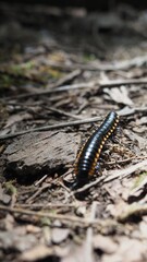 Caterpiller