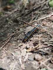 Caterpillar moving along the ground