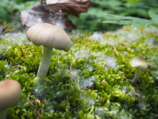 Wild Mushrooms