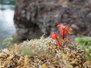 Warm Colors in Nature