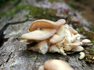 Wild Mushrooms