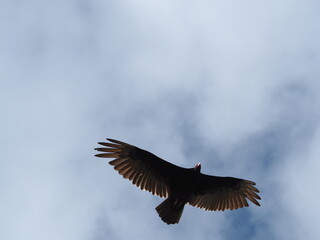 Turkey Vulture in the Sky