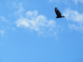 Turkey Vulture in the Sky