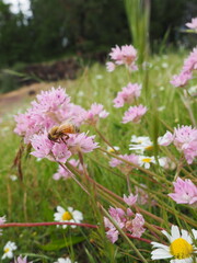 Pink Wildflower