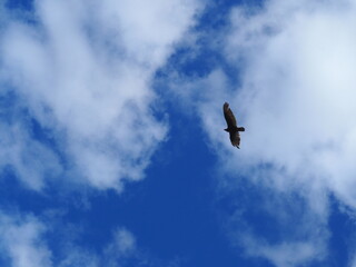 Turkey Vulture in the Sky