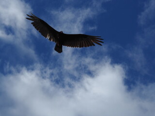 Turkey Vulture in the Sky