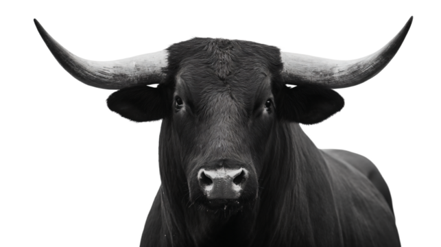 a black bull with large horns standing in front of a white background