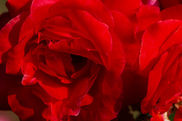 Red and purple roses. Macro close-up.