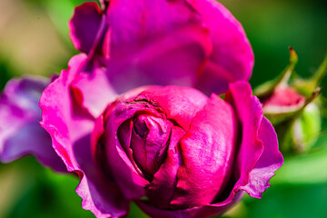 Red and purple roses. Macro close-up.