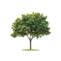 The Solitary Sentinel: A stately tree stands tall and proud against a clean backdrop, its lush green foliage offering a sense of calm and natural beauty. 