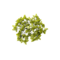 Fototapeta premium Aerial View of a Green Tree: A stunning aerial perspective of a lush, vibrant green tree, showcasing its intricate canopy and leaves, standing tall and strong in the embrace of nature.