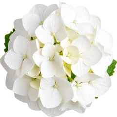 Fototapeta premium Beautiful White Hydrangea Macrophylla Bloom Isolated