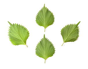  Green Shiso (perilla frutescens) or Oba leaf isolated on white background. top view