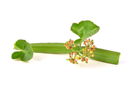 Cissus quadrangularis L. , pirandai or veldt grape on white background.