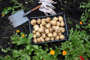 Hands holding freshly harvested potatoes in a garden setting, showcasing the bounty of the earth during the growing season