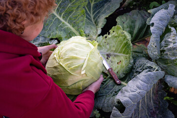 Woman harvesting a large cabbage in a lush garden during the fall season with a knife in hand