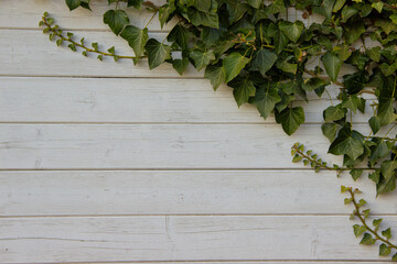 Green ivy growing in the corner of a white painted wall, creating a natural and minimalistic background ideal for wallpaper, design, or eco-inspired decoration themes.