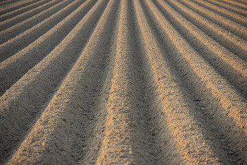 Aerial view of a modern European agricultural field planted with potatoes in high ridges, showing advanced farming technology and precision agriculture.