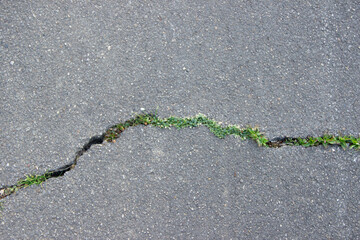 Crack in asphalt caused by climate warming, gradually overgrown with plants. Nature reclaiming...