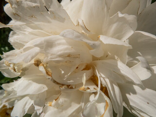 Grand Close-Up of a White Peony Bloom
