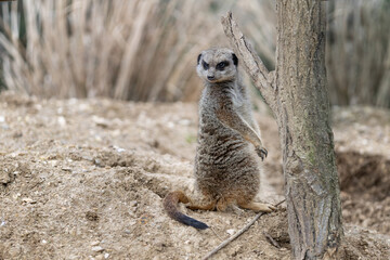 Suricate (suricata suricatta)