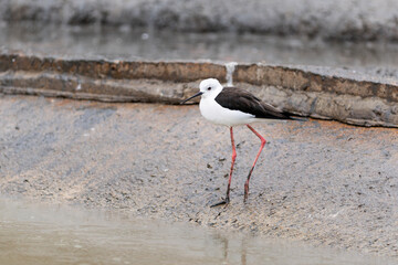 Echasse blanche, échassier