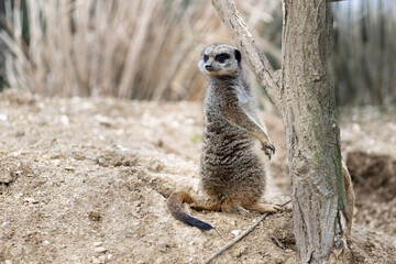 Suricate (suricata suricatta)