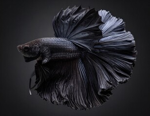 Silky black fins unfurl like ink in motion