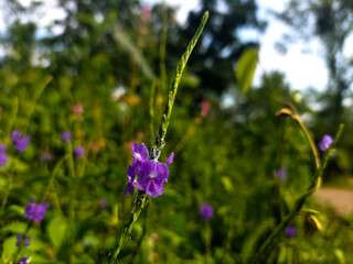Stachytarpheta jamaicensis Flower, Beautiful Purple Flower Blooms in Green Nature