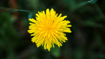 yellow dandelion flower